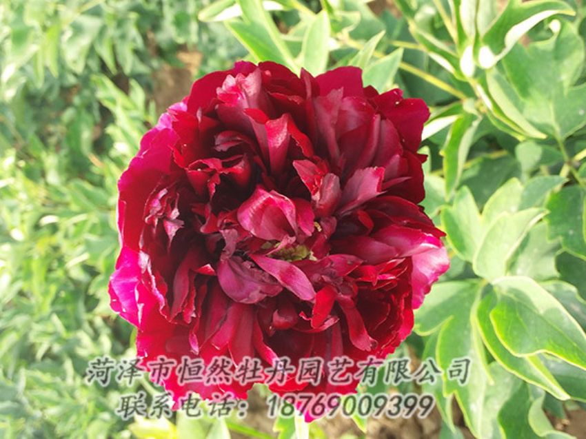 點(diǎn)擊查看詳細(xì)信息<br>標(biāo)題：紅色牡丹 閱讀次數(shù)：1032