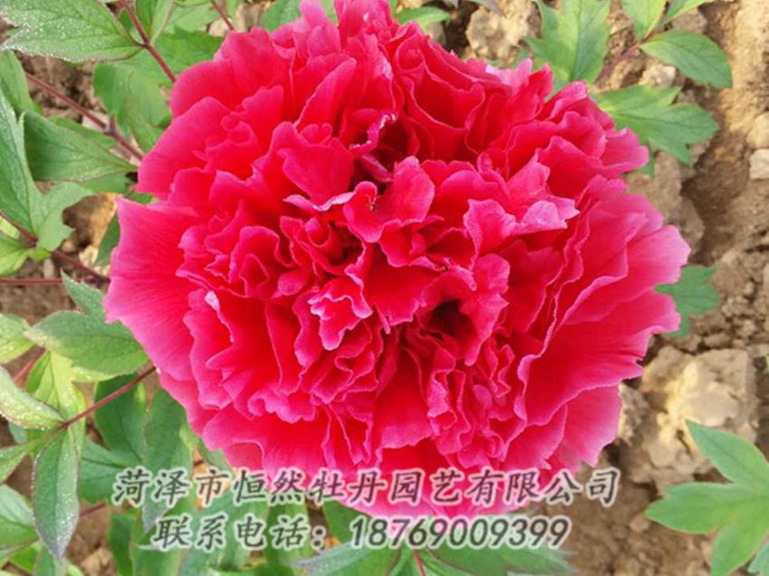 點(diǎn)擊查看詳細(xì)信息<br>標(biāo)題：紅色牡丹 閱讀次數(shù)：1149