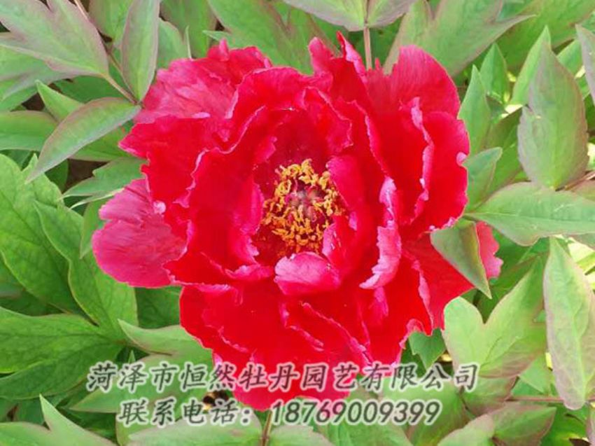 點(diǎn)擊查看詳細(xì)信息<br>標(biāo)題：紅色牡丹 閱讀次數(shù)：1189