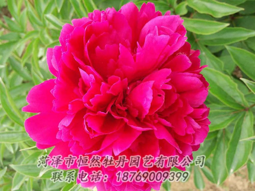 點(diǎn)擊查看詳細(xì)信息<br>標(biāo)題：紅色芍藥 閱讀次數(shù)：1058