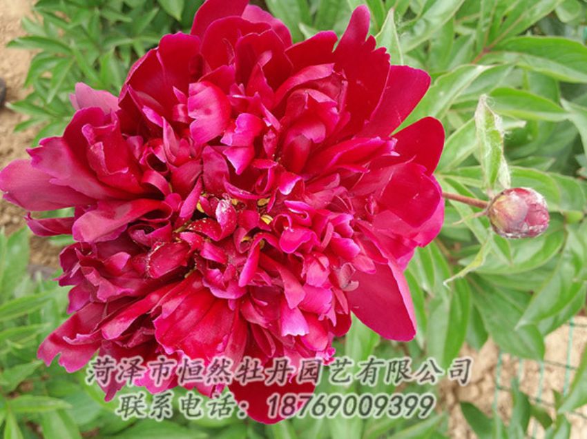 點(diǎn)擊查看詳細(xì)信息<br>標(biāo)題：紅色芍藥 閱讀次數(shù)：1096