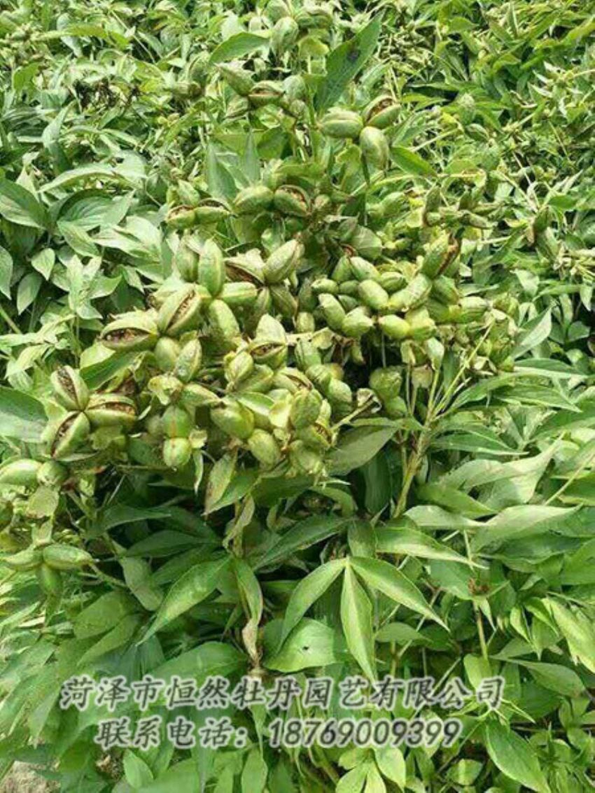 點擊查看詳細信息<br>標題：油用牡丹 閱讀次數(shù)：1281