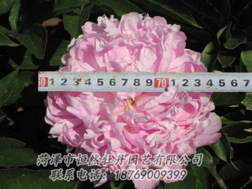 點(diǎn)擊查看詳細(xì)信息<br>標(biāo)題：桃面爭(zhēng)春 閱讀次數(shù)：1281