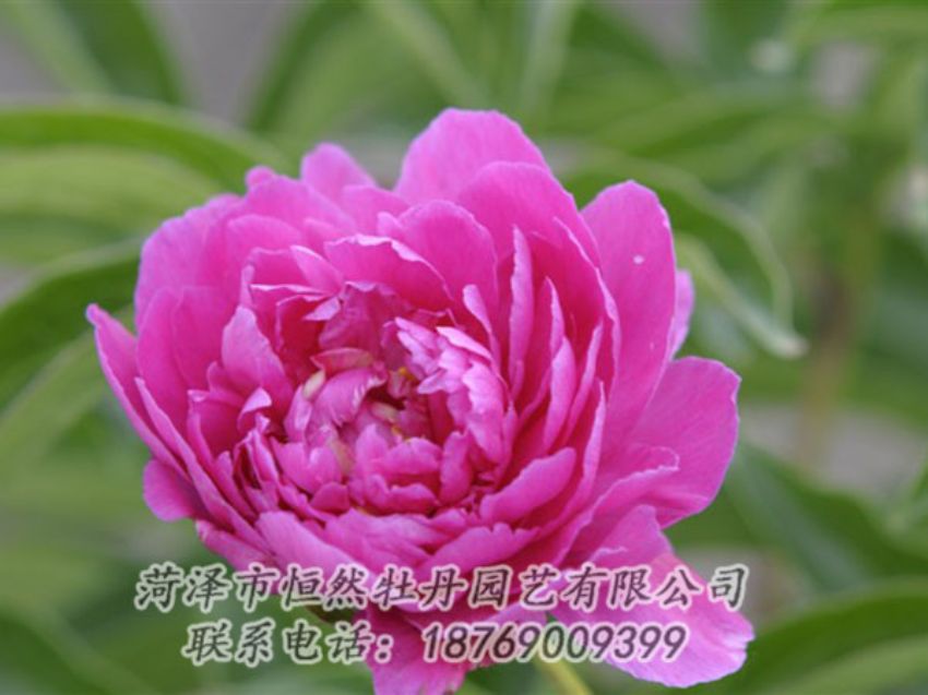 點擊查看詳細(xì)信息<br>標(biāo)題：紅茶花 閱讀次數(shù)：1067
