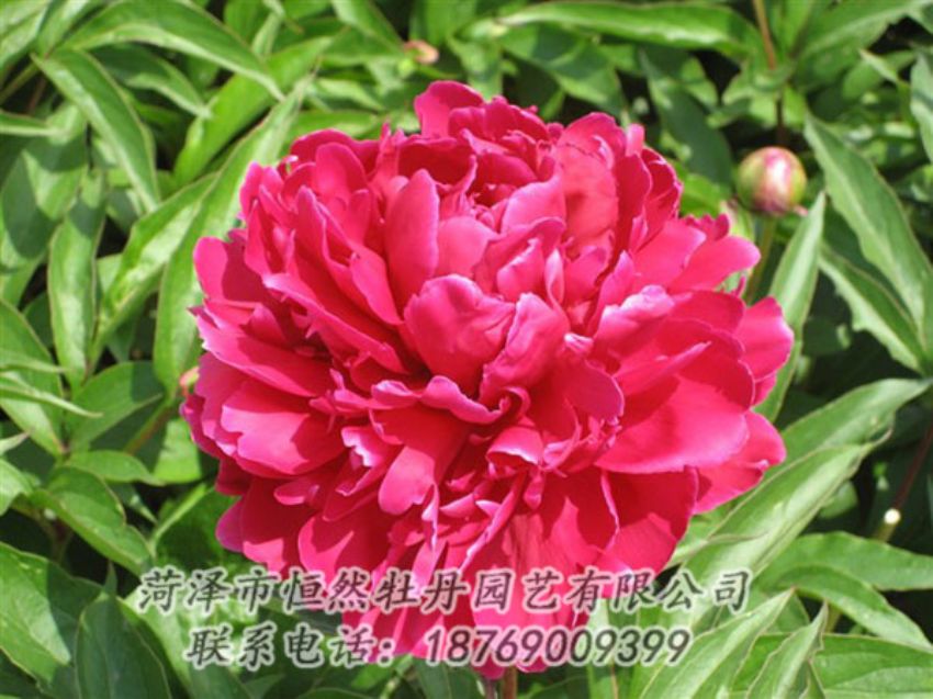 點擊查看詳細(xì)信息<br>標(biāo)題：國紅 閱讀次數(shù)：1055