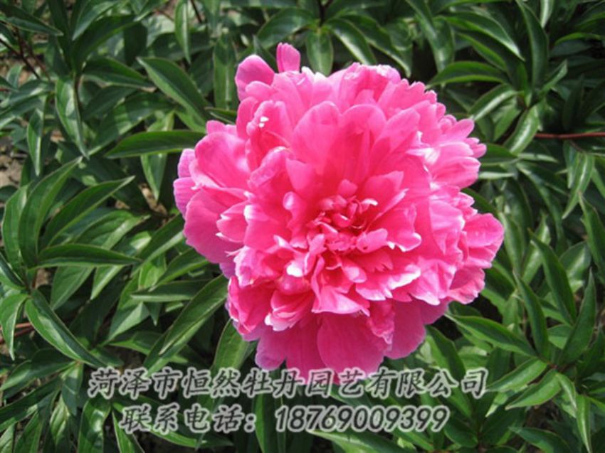 點擊查看詳細信息<br>標題：富貴紅 閱讀次數(shù)：1036