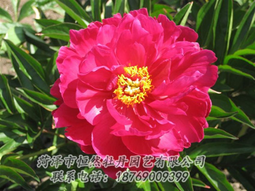 點擊查看詳細信息<br>標題：大紅赤金 閱讀次數(shù)：1116