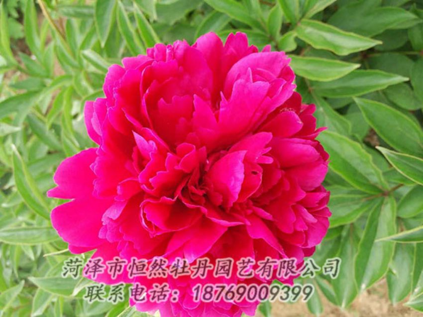 點擊查看詳細信息<br>標題：紅色芍藥 閱讀次數(shù)：1063