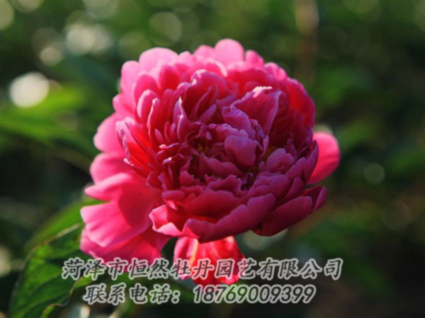 點擊查看詳細信息<br>標題：大紅赤金 閱讀次數(shù)：1093