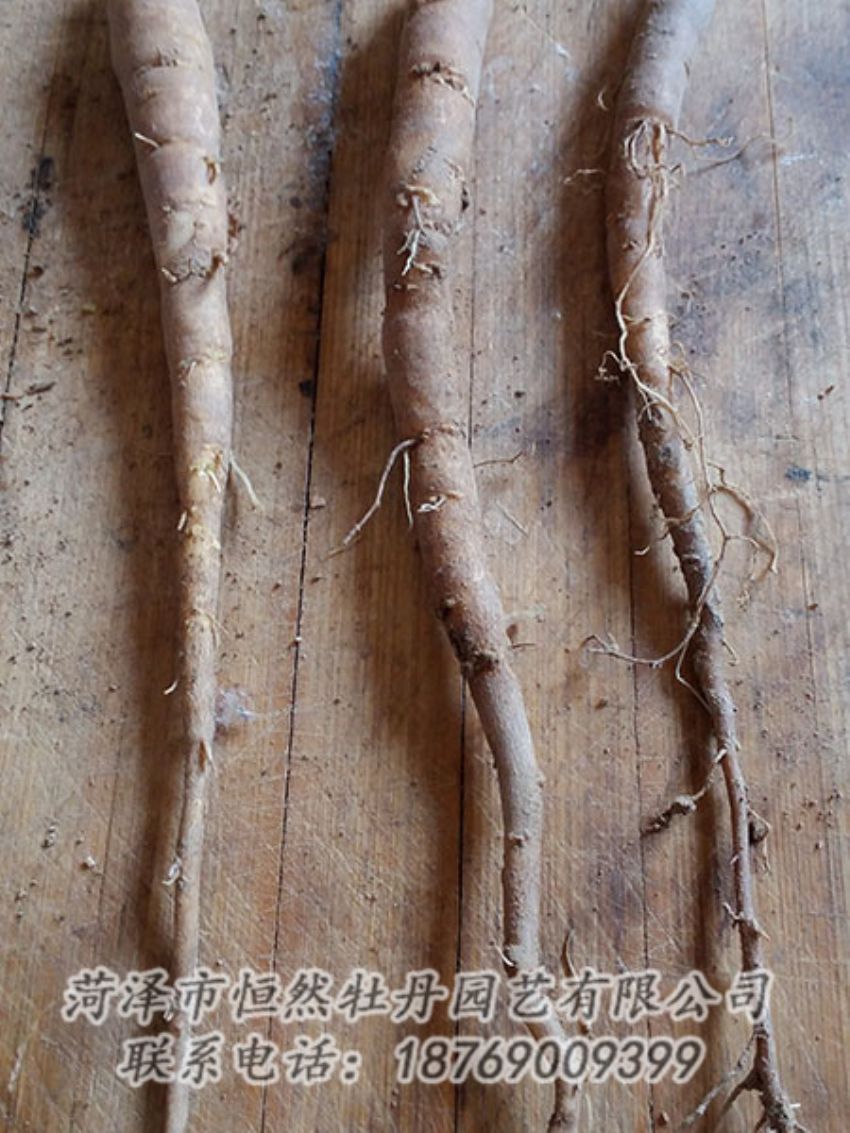 點擊查看詳細信息<br>標題：一年芍藥苗 閱讀次數(shù)：1151