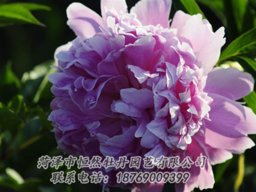 點(diǎn)擊查看詳細(xì)信息<br>標(biāo)題：藍(lán)菊 閱讀次數(shù)：1268