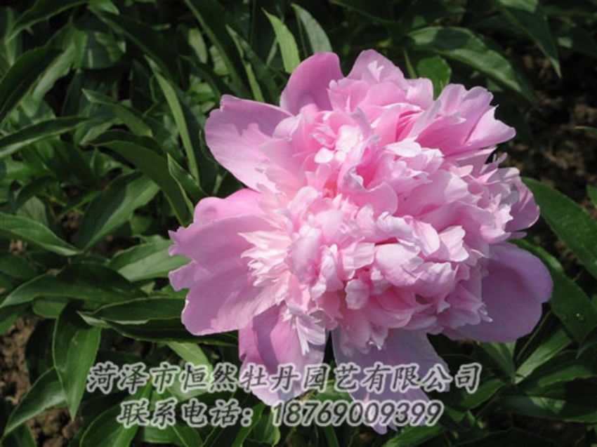 點(diǎn)擊查看詳細(xì)信息<br>標(biāo)題：富士山 閱讀次數(shù)：1197
