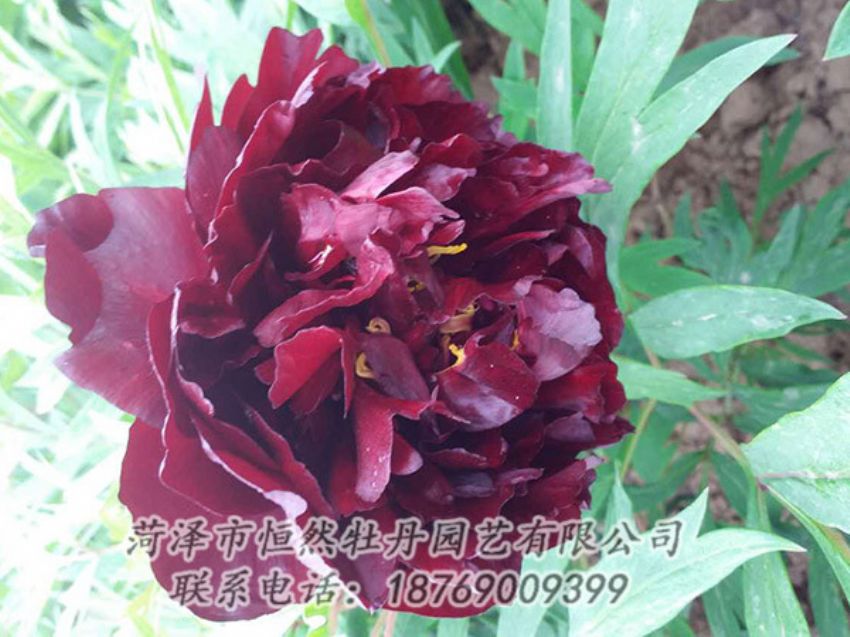 點擊查看詳細信息<br>標題：黑色牡丹 閱讀次數(shù)：1263