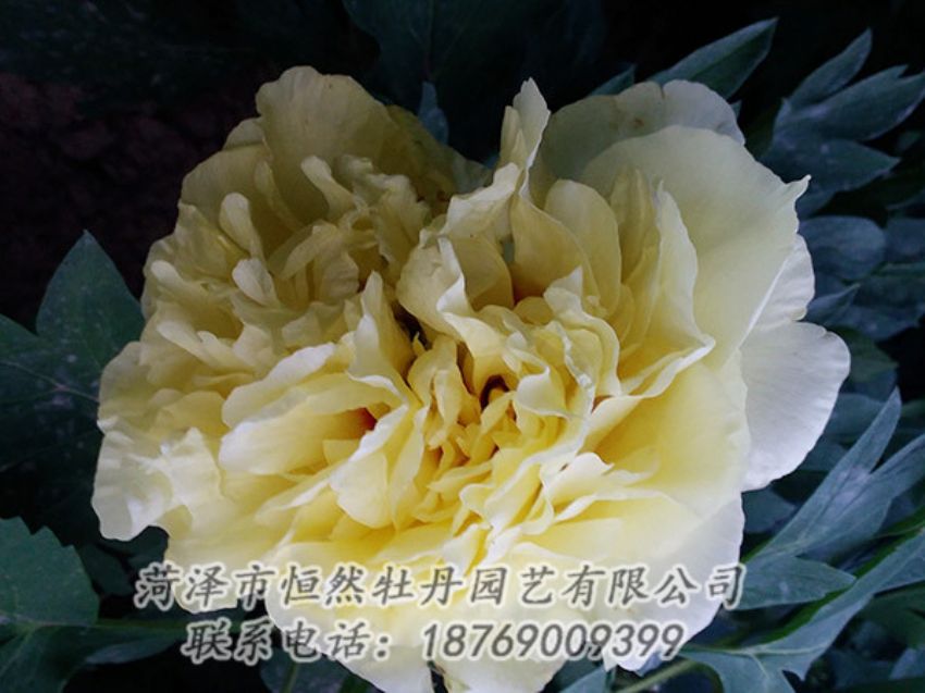 點擊查看詳細信息<br>標題：黃色牡丹 閱讀次數：1223
