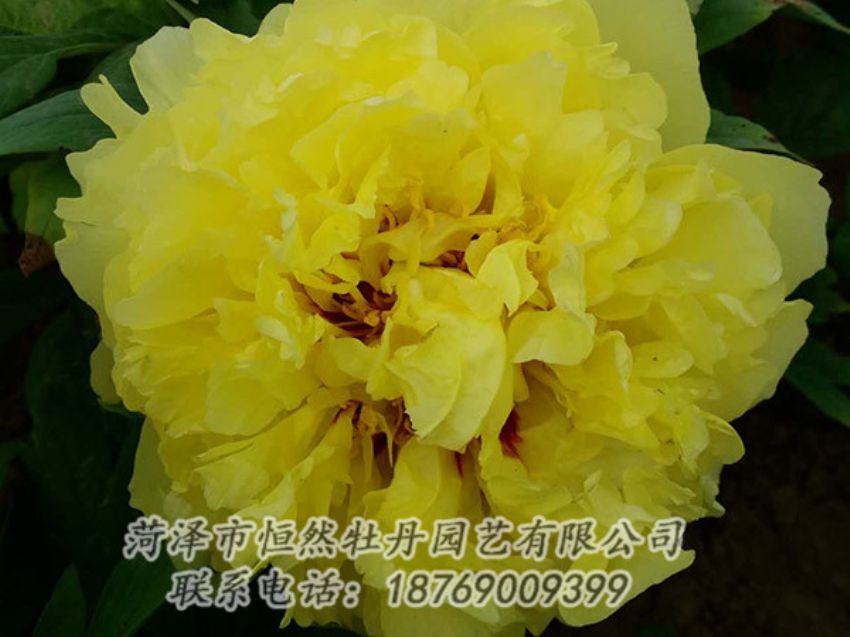 點擊查看詳細(xì)信息<br>標(biāo)題：黃色牡丹 閱讀次數(shù)：1225