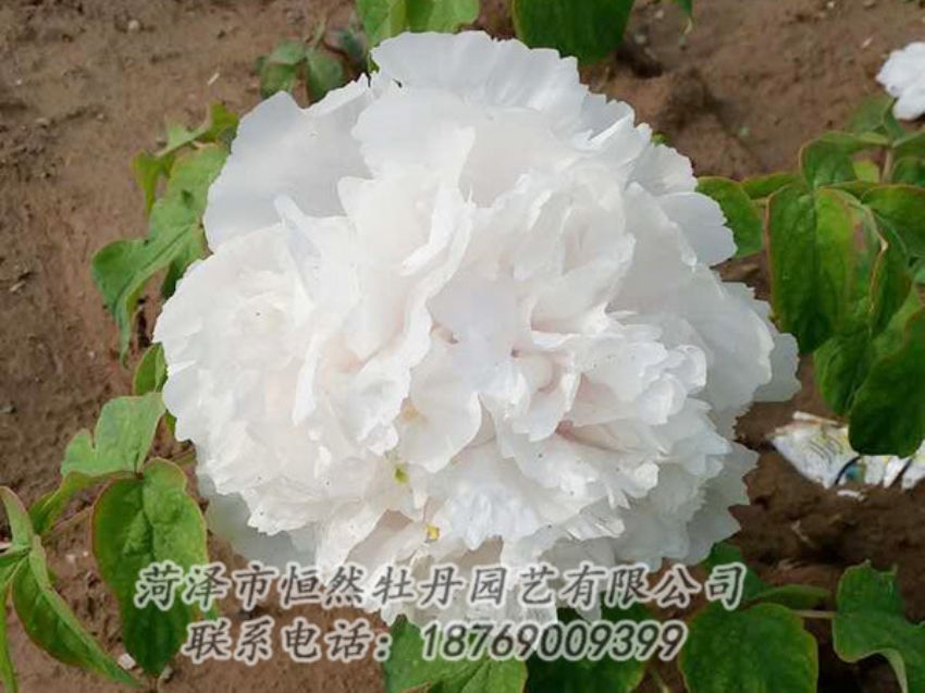 點(diǎn)擊查看詳細(xì)信息<br>標(biāo)題：白色牡丹 閱讀次數(shù)：1040