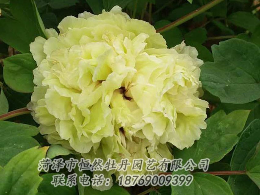 點擊查看詳細(xì)信息<br>標(biāo)題：綠色 閱讀次數(shù)：1118