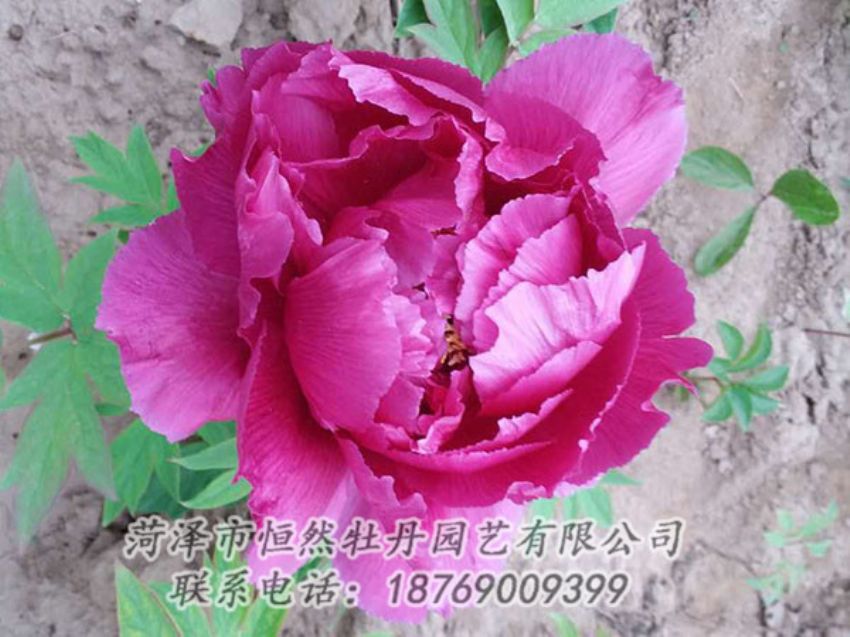 點擊查看詳細(xì)信息<br>標(biāo)題：紫色牡丹 閱讀次數(shù)：1090