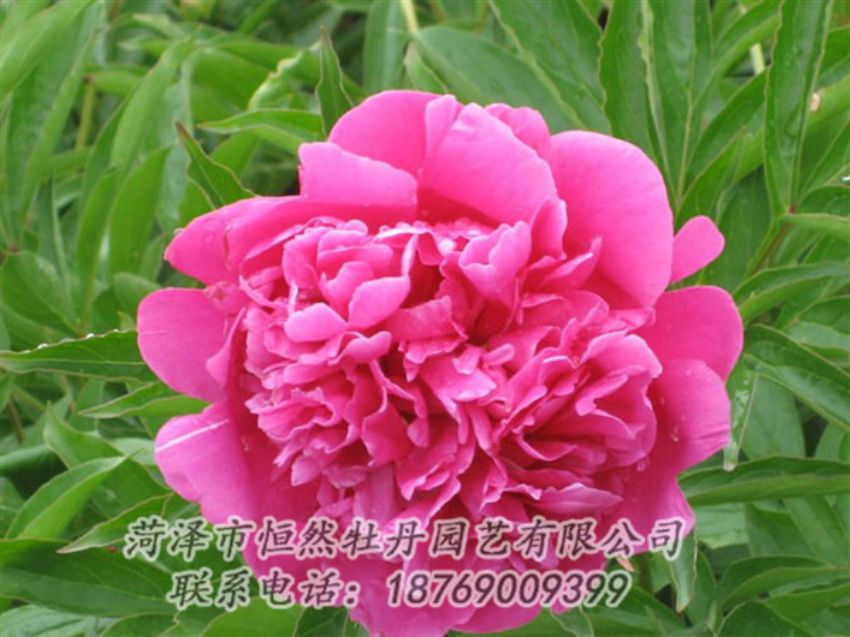 點擊查看詳細(xì)信息<br>標(biāo)題：永生紅 閱讀次數(shù)：1085