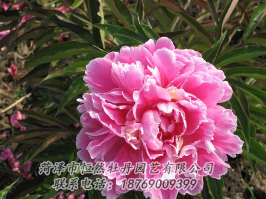 點擊查看詳細(xì)信息<br>標(biāo)題：西施紅妝 閱讀次數(shù)：1084