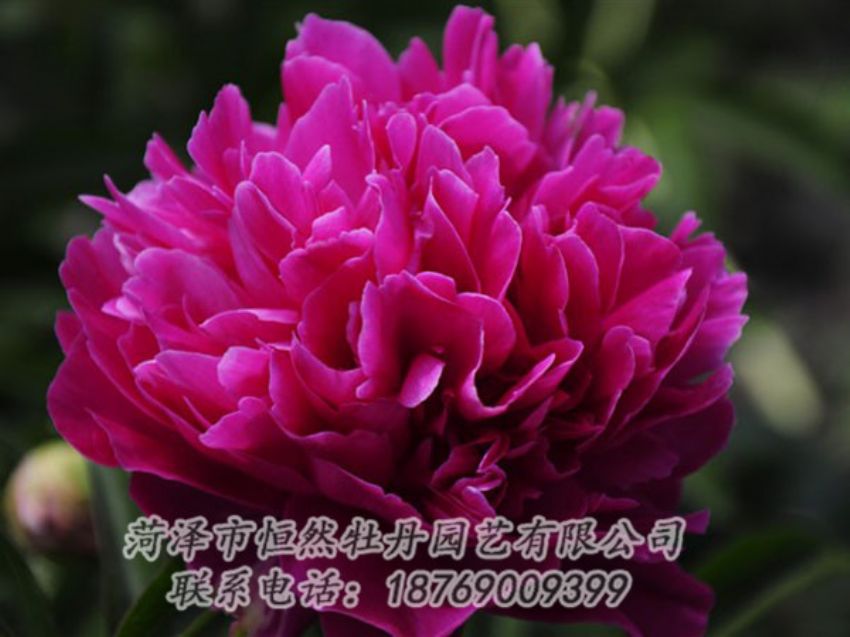 點擊查看詳細(xì)信息<br>標(biāo)題：瑪瑙紅 閱讀次數(shù)：1058