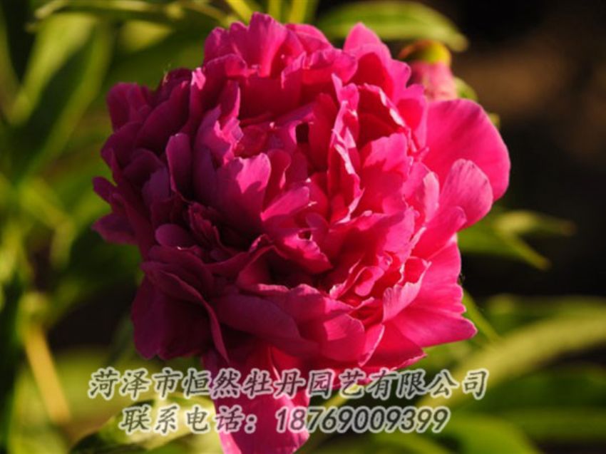 點擊查看詳細(xì)信息<br>標(biāo)題：老來紅 閱讀次數(shù)：1028