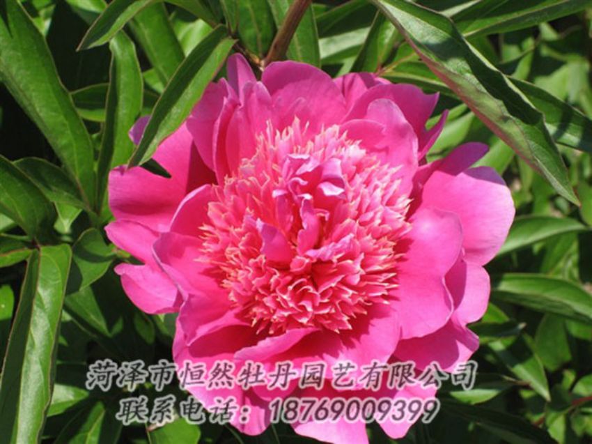 點擊查看詳細(xì)信息<br>標(biāo)題：紅繡球 閱讀次數(shù)：1069