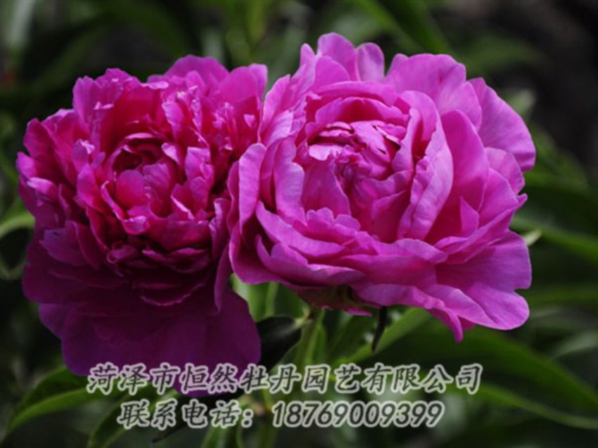 點擊查看詳細(xì)信息<br>標(biāo)題：紅玫瑰 閱讀次數(shù)：1014