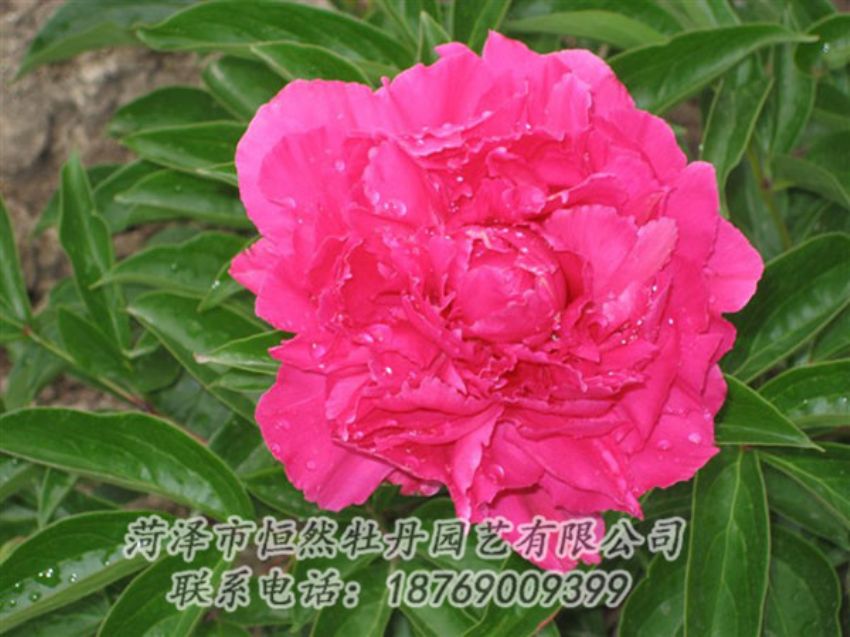 點擊查看詳細(xì)信息<br>標(biāo)題：紅冠芳 閱讀次數(shù)：1091