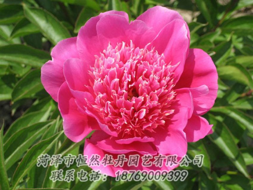 點擊查看詳細(xì)信息<br>標(biāo)題：紅繡球 閱讀次數(shù)：1056