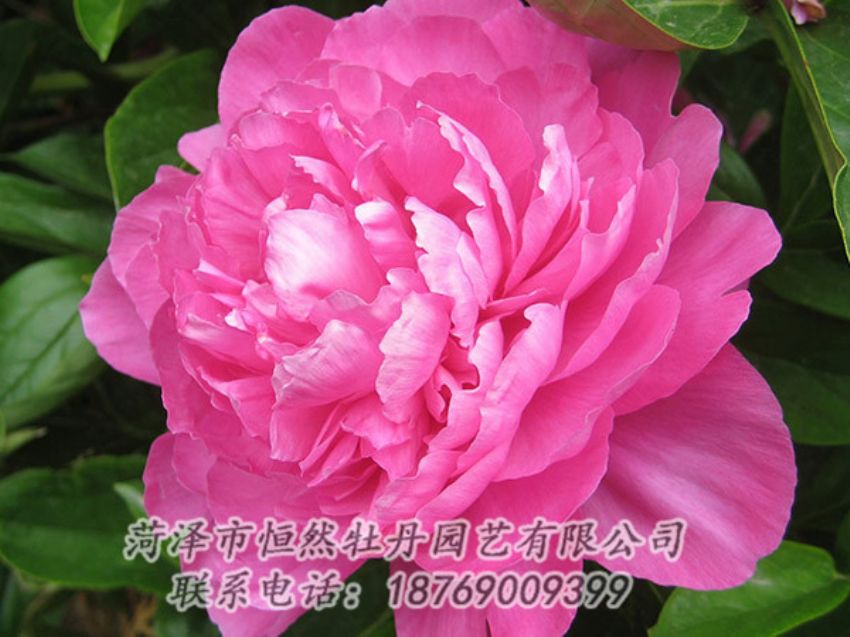 點(diǎn)擊查看詳細(xì)信息<br>標(biāo)題：紅色芍藥 閱讀次數(shù)：1103