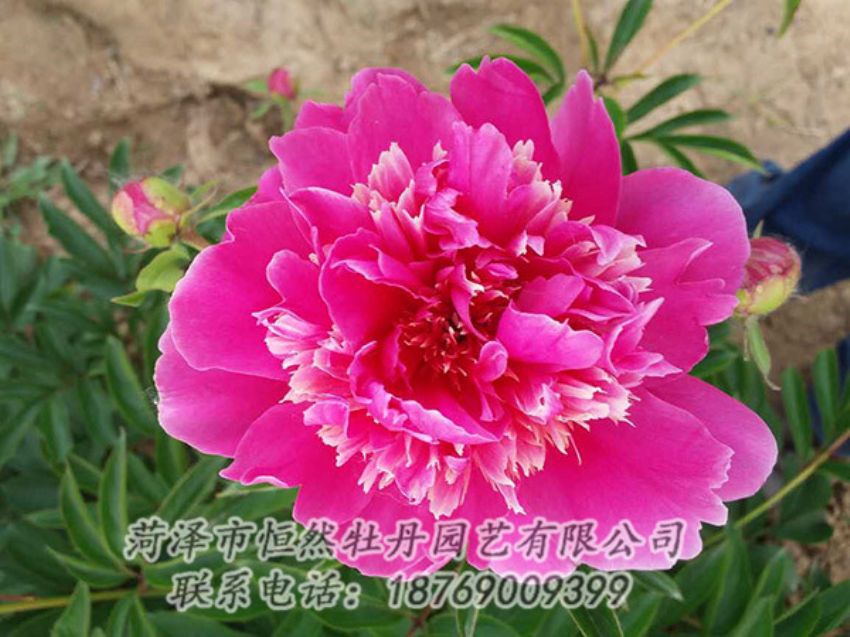 點擊查看詳細信息<br>標題：紅色芍藥 閱讀次數：1235