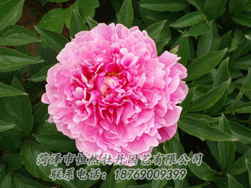 點擊查看詳細信息<br>標題：紅色芍藥 閱讀次數：1240