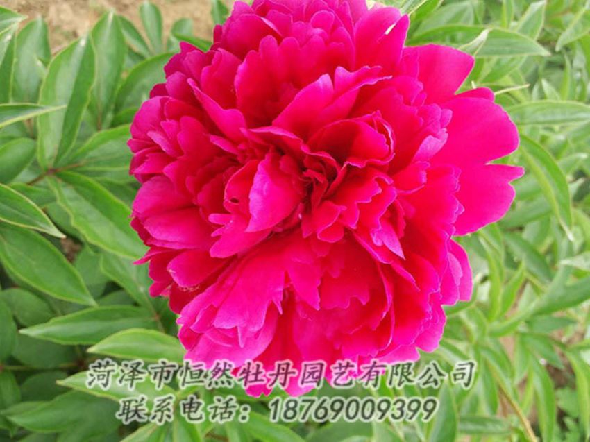 點擊查看詳細信息<br>標題：紅色芍藥 閱讀次數：1282
