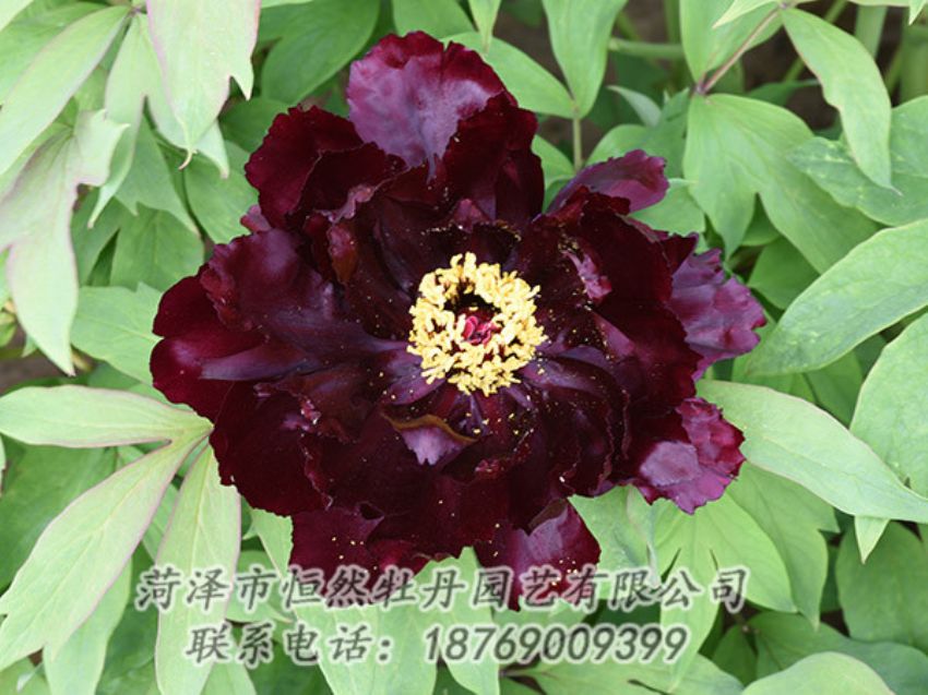 點(diǎn)擊查看詳細(xì)信息<br>標(biāo)題：黑色牡丹 閱讀次數(shù)：1361