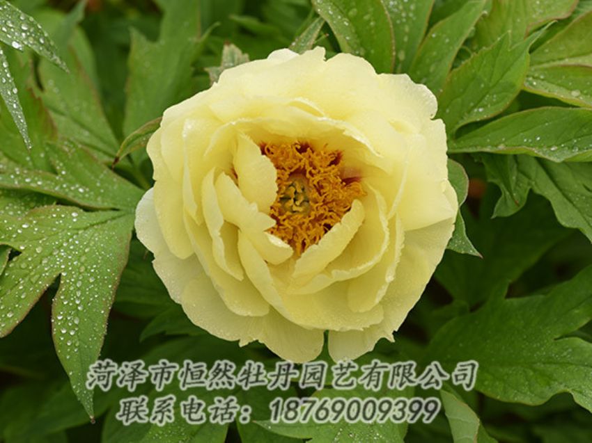 點(diǎn)擊查看詳細(xì)信息<br>標(biāo)題：黃色牡丹 閱讀次數(shù)：1183