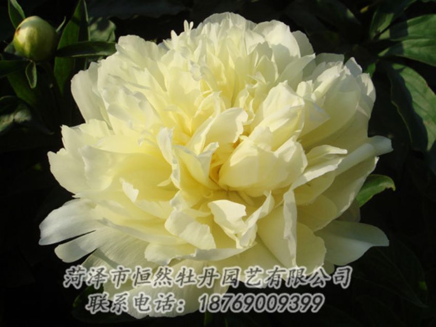 點(diǎn)擊查看詳細(xì)信息<br>標(biāo)題：黃色牡丹 閱讀次數(shù)：1142