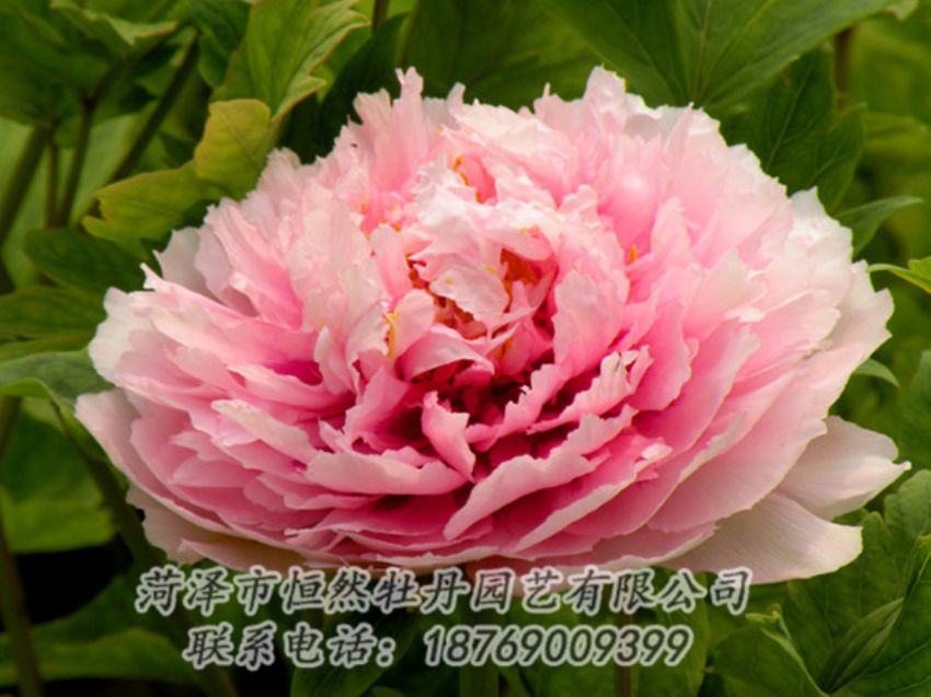 點(diǎn)擊查看詳細(xì)信息<br>標(biāo)題：粉色牡丹 閱讀次數(shù)：2049