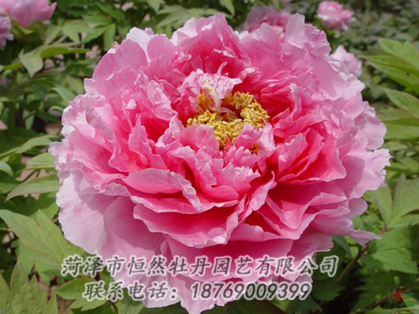 點(diǎn)擊查看詳細(xì)信息<br>標(biāo)題：粉色牡丹 閱讀次數(shù)：2017
