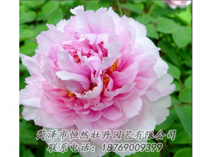 點(diǎn)擊查看詳細(xì)信息<br>標(biāo)題：粉色牡丹 閱讀次數(shù)：2071