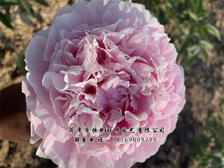 點(diǎn)擊查看詳細(xì)信息<br>標(biāo)題：進(jìn)口芍藥 閱讀次數(shù)：493