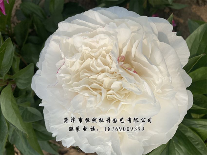 點(diǎn)擊查看詳細(xì)信息<br>標(biāo)題：進(jìn)口芍藥 閱讀次數(shù)：510